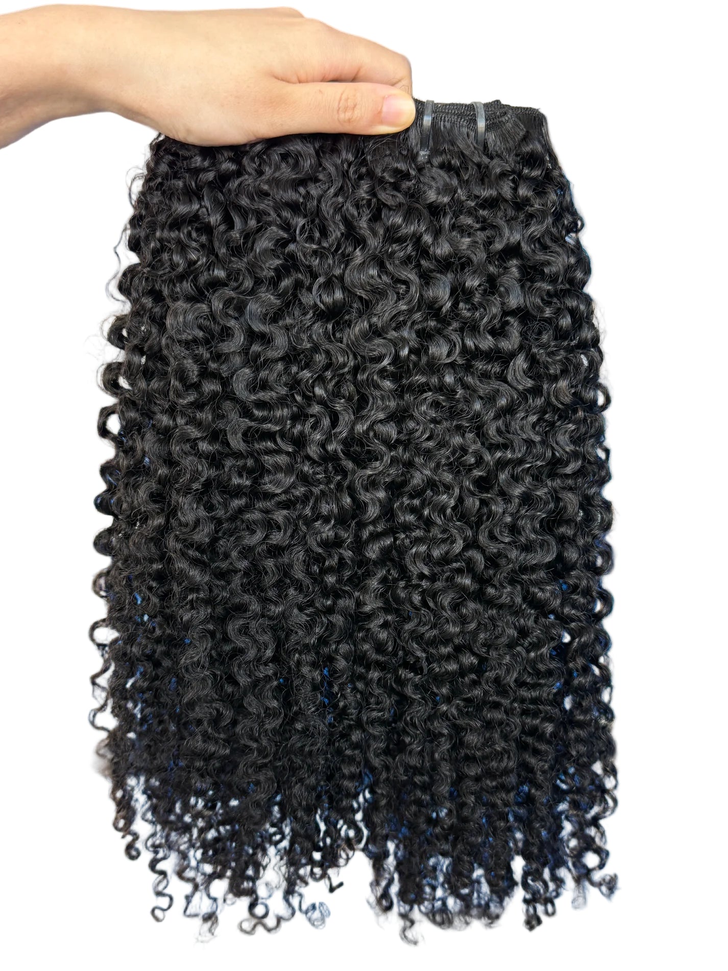 Virgin Burmese Curly