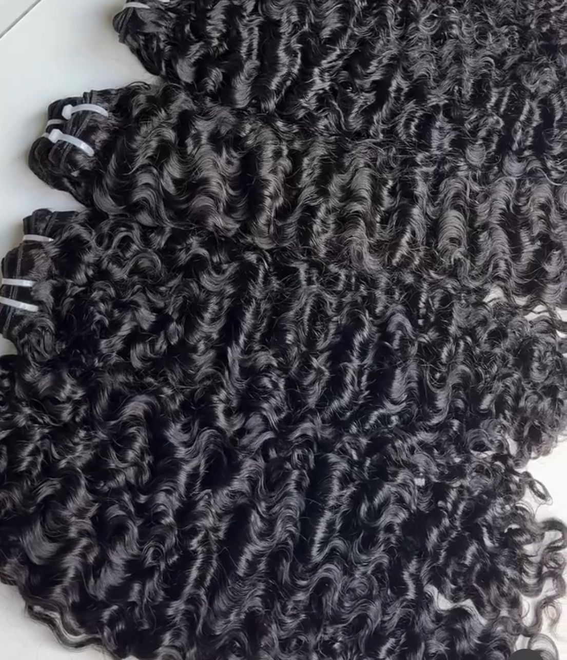 Virgin Burmese Curly